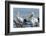 Great White Pelican (Pelecanus Onocrotalus), Lake Naivasha, Kenya, East Africa, Africa-Sergio Pitamitz-Framed Photographic Print