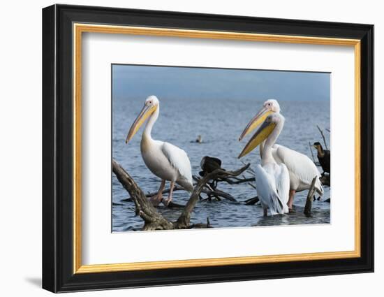 Great White Pelican (Pelecanus Onocrotalus), Lake Naivasha, Kenya, East Africa, Africa-Sergio Pitamitz-Framed Photographic Print