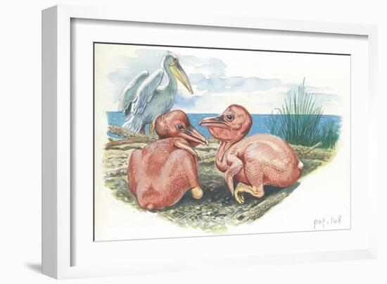 Great White Pelican Pelecanus Onocrotalus with Featherless Chicks-null-Framed Giclee Print