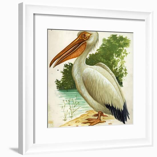 Great White Pelican Pelecanus Onocrotalus-null-Framed Giclee Print