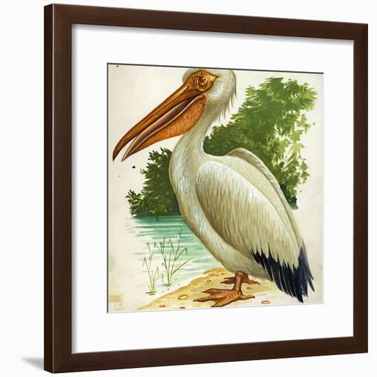 Great White Pelican Pelecanus Onocrotalus-null-Framed Giclee Print