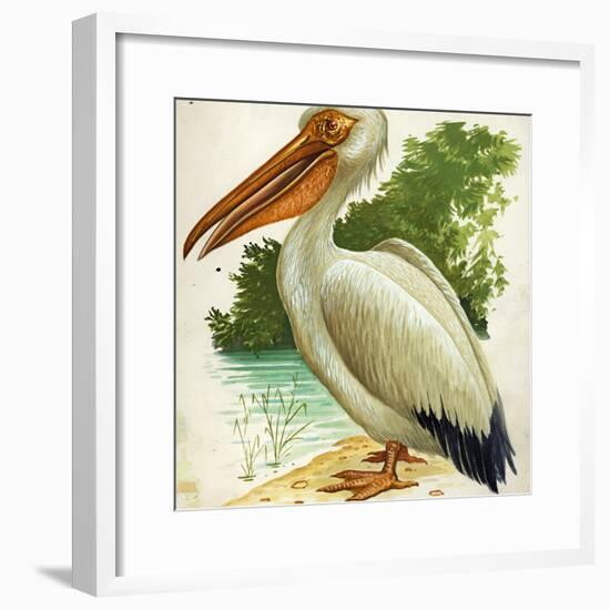 Great White Pelican Pelecanus Onocrotalus-null-Framed Giclee Print