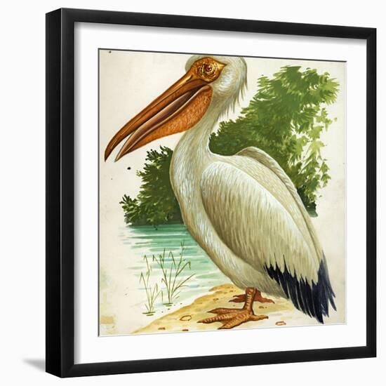 Great White Pelican Pelecanus Onocrotalus-null-Framed Giclee Print