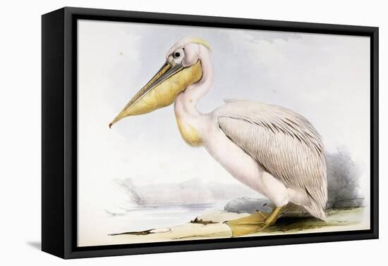 Great White Pelican-Edward Lear-Framed Premier Image Canvas