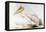 Great White Pelican-Edward Lear-Framed Premier Image Canvas