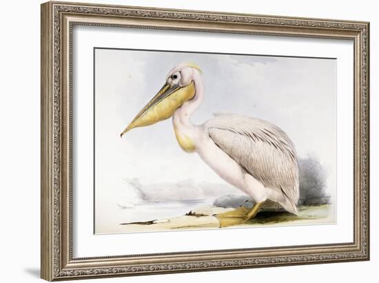 Great White Pelican-Edward Lear-Framed Giclee Print