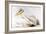 Great White Pelican-Edward Lear-Framed Giclee Print