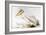 Great White Pelican-Edward Lear-Framed Giclee Print