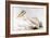 Great White Pelican-Edward Lear-Framed Giclee Print