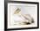 Great White Pelican-Edward Lear-Framed Giclee Print