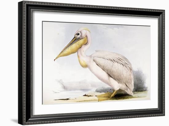 Great White Pelican-Edward Lear-Framed Giclee Print