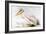 Great White Pelican-Edward Lear-Framed Giclee Print