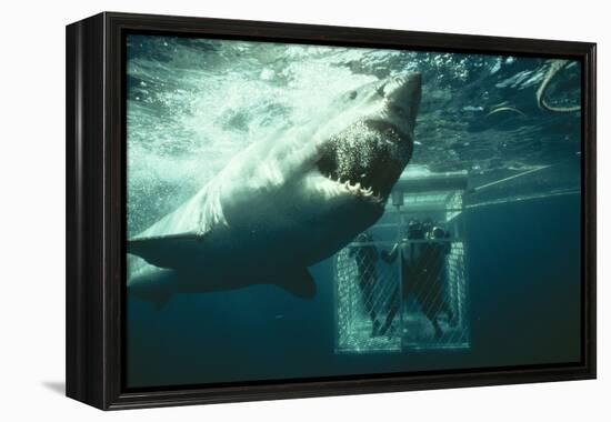 Great White Pointer Shark-null-Framed Premier Image Canvas