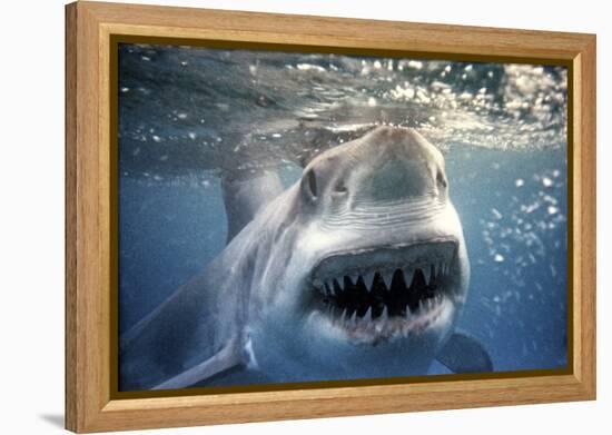 Great White Pointer Shark-null-Framed Premier Image Canvas