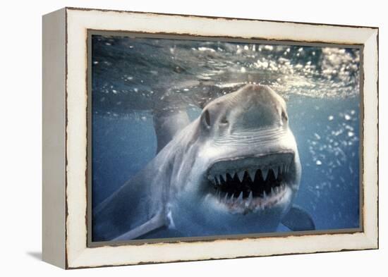 Great White Pointer Shark-null-Framed Premier Image Canvas