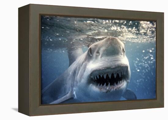 Great White Pointer Shark-null-Framed Premier Image Canvas