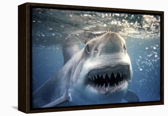 Great White Pointer Shark-null-Framed Premier Image Canvas