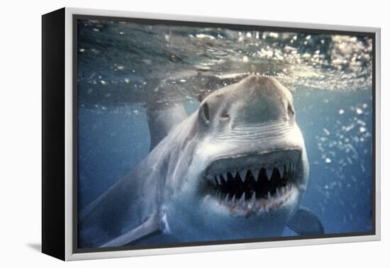 Great White Pointer Shark-null-Framed Premier Image Canvas