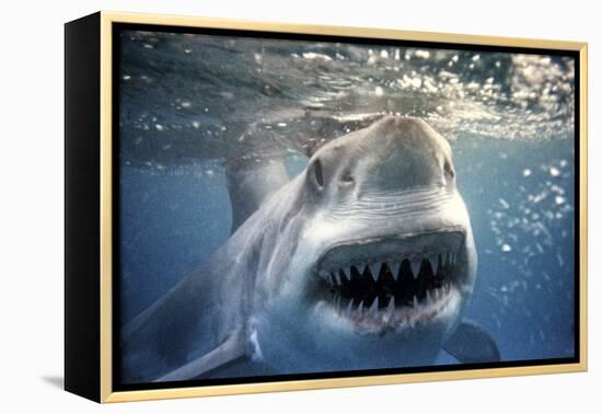 Great White Pointer Shark-null-Framed Premier Image Canvas