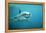 Great White Pointer Shark-null-Framed Premier Image Canvas