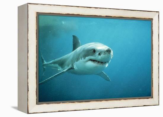 Great White Pointer Shark-null-Framed Premier Image Canvas