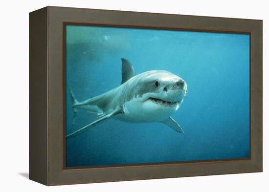 Great White Pointer Shark-null-Framed Premier Image Canvas