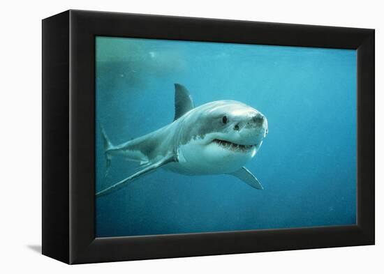 Great White Pointer Shark-null-Framed Premier Image Canvas