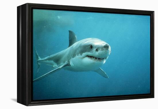 Great White Pointer Shark-null-Framed Premier Image Canvas