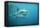 Great White Pointer Shark-null-Framed Premier Image Canvas