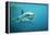 Great White Pointer Shark-null-Framed Premier Image Canvas