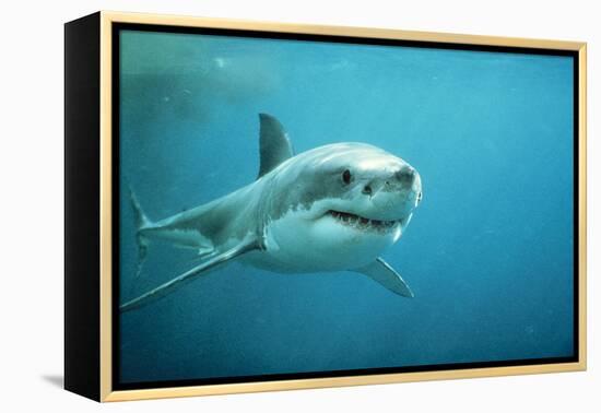 Great White Pointer Shark-null-Framed Premier Image Canvas