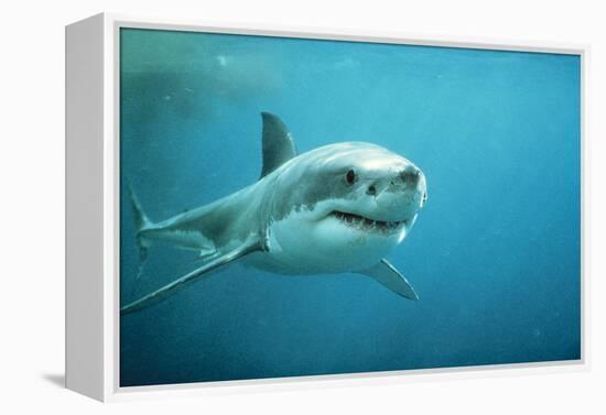 Great White Pointer Shark-null-Framed Premier Image Canvas