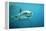 Great White Pointer Shark-null-Framed Premier Image Canvas