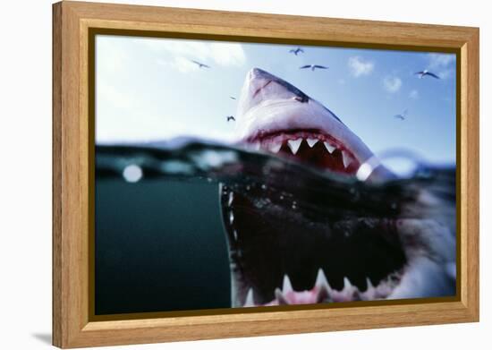 Great White Pointer Shark-null-Framed Premier Image Canvas