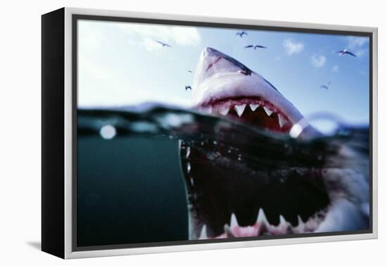 Great White Pointer Shark-null-Framed Premier Image Canvas