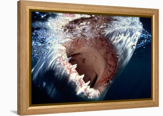 Great White Pointer Shark-null-Framed Premier Image Canvas