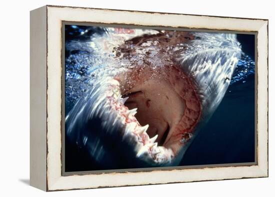 Great White Pointer Shark-null-Framed Premier Image Canvas