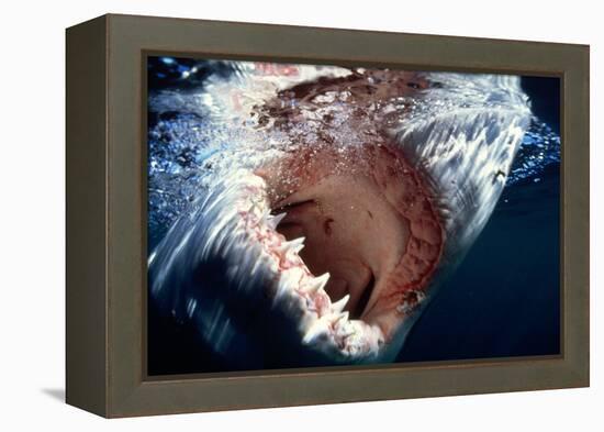 Great White Pointer Shark-null-Framed Premier Image Canvas