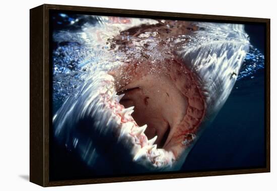 Great White Pointer Shark-null-Framed Premier Image Canvas