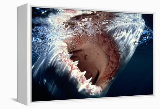 Great White Pointer Shark-null-Framed Premier Image Canvas