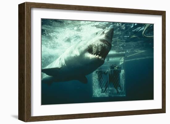 Great White Pointer Shark-null-Framed Photographic Print