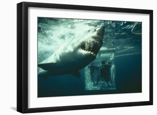 Great White Pointer Shark-null-Framed Photographic Print