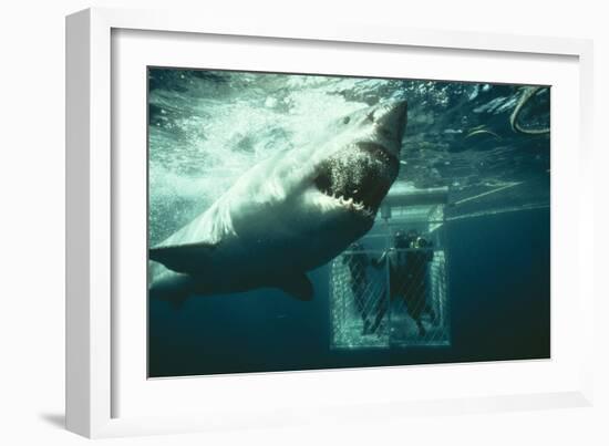 Great White Pointer Shark-null-Framed Photographic Print