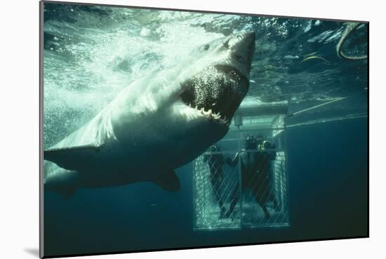 Great White Pointer Shark-null-Mounted Photographic Print