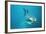 Great White Pointer Shark-null-Framed Photographic Print