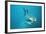 Great White Pointer Shark-null-Framed Photographic Print