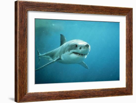 Great White Pointer Shark-null-Framed Photographic Print