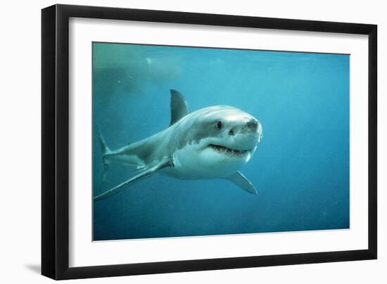 Great White Pointer Shark-null-Framed Photographic Print