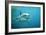 Great White Pointer Shark-null-Framed Photographic Print