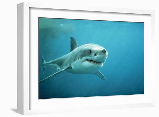 Great White Pointer Shark-null-Framed Photographic Print